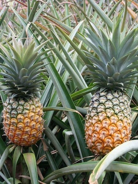 Ananas (İthal-Adet) ürün görseli