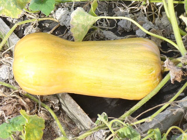 Bal Kabağı ürün görseli