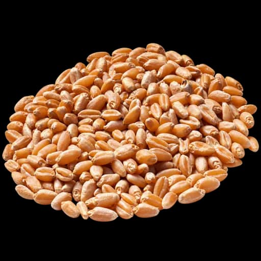 Makarnalık Buğday ürün görseli