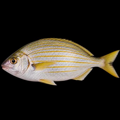 Sarpa (Deniz) ürün görseli