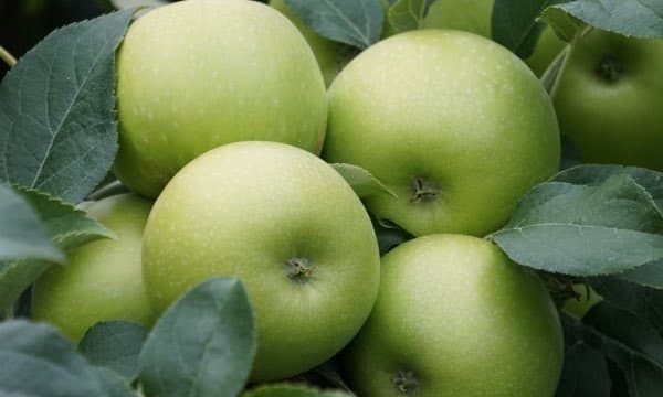 Elma Granny Smith ürün görseli