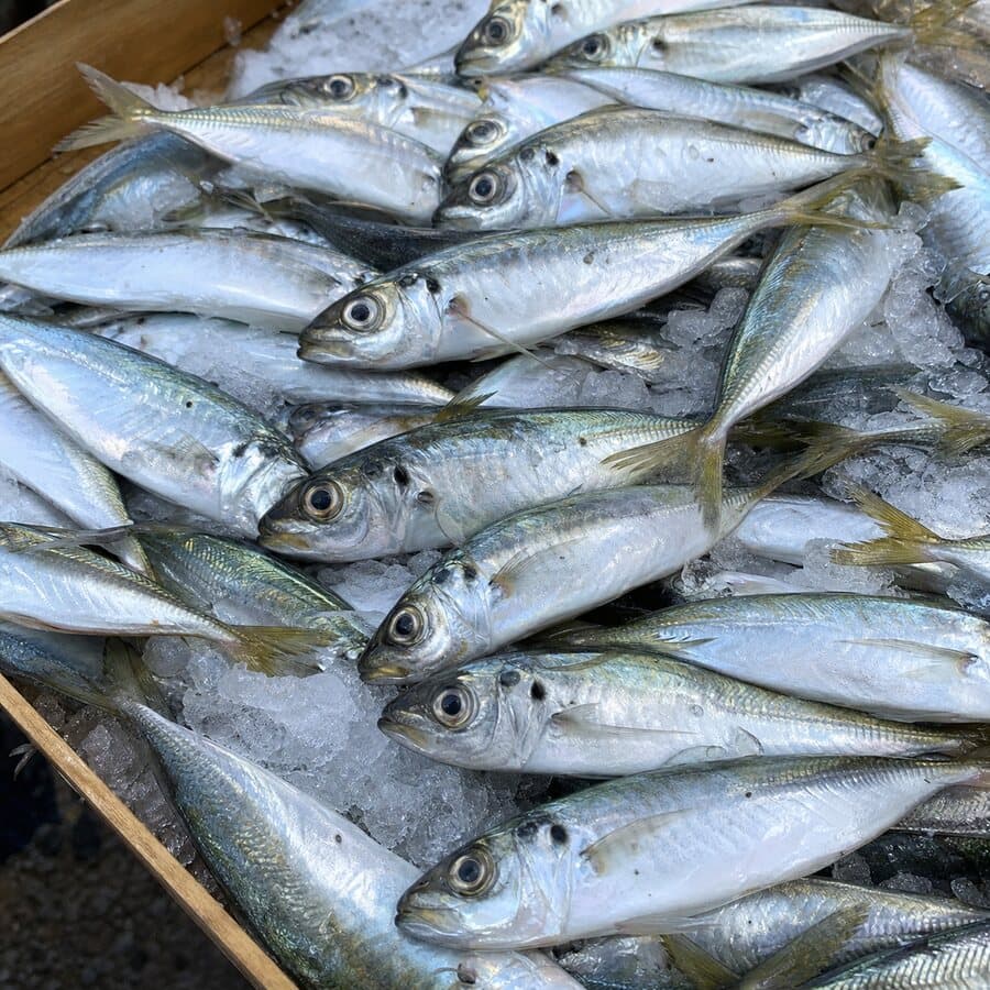 Kraça (Deniz) ürün görseli