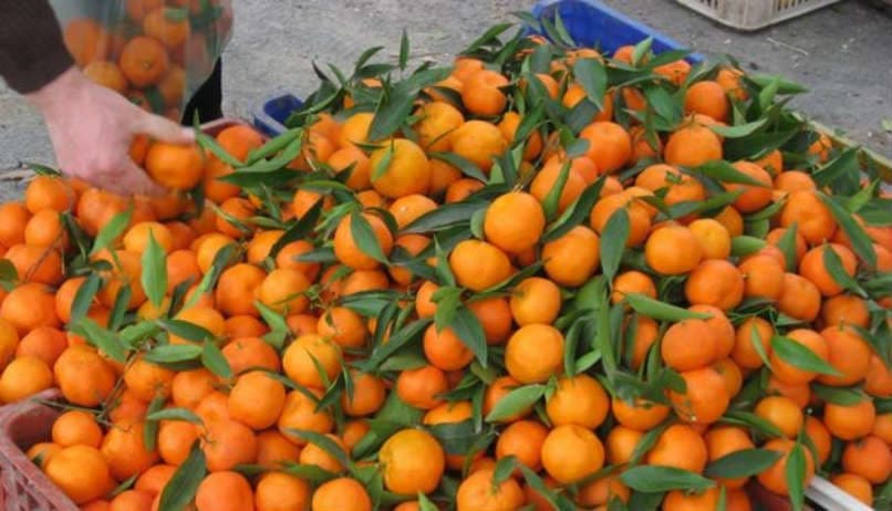 Mandalina (Diğer) ürün görseli
