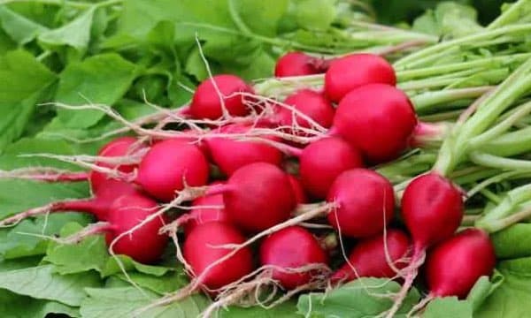 Turp (Kırmızı) ürün görseli