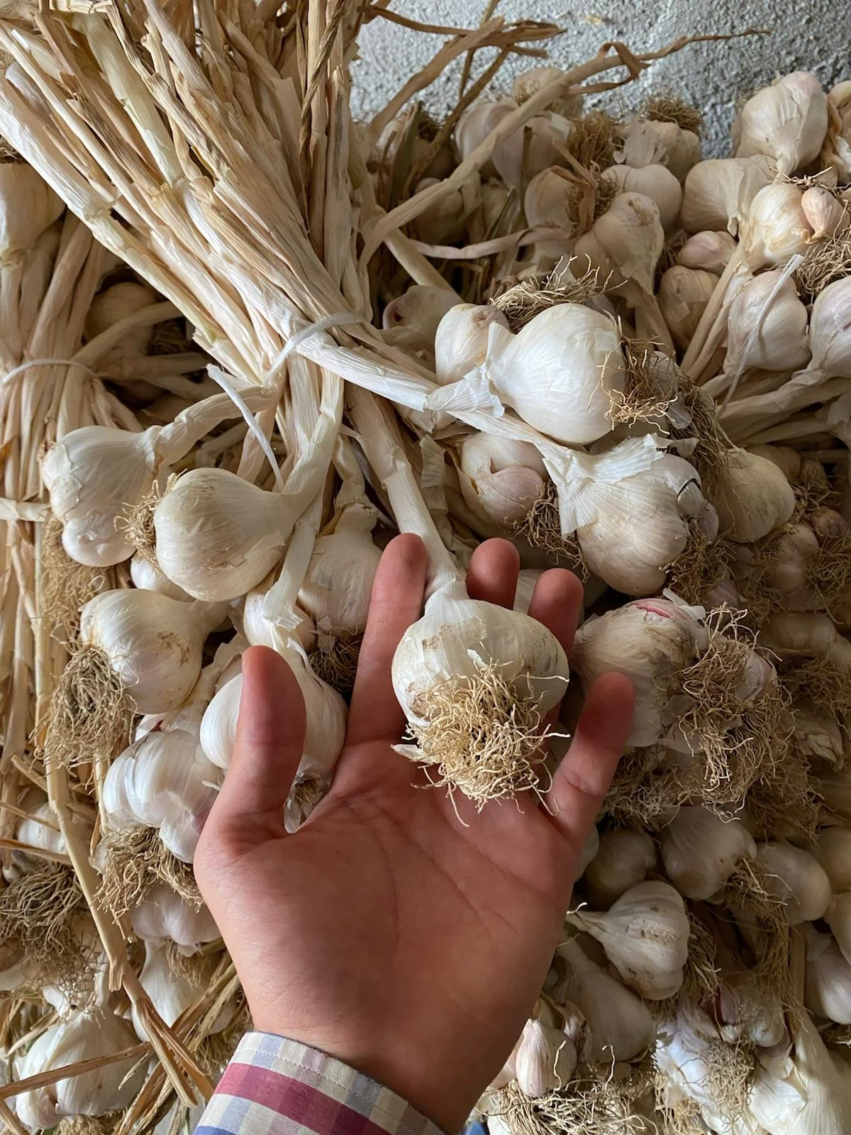 sarımsak( kuru)